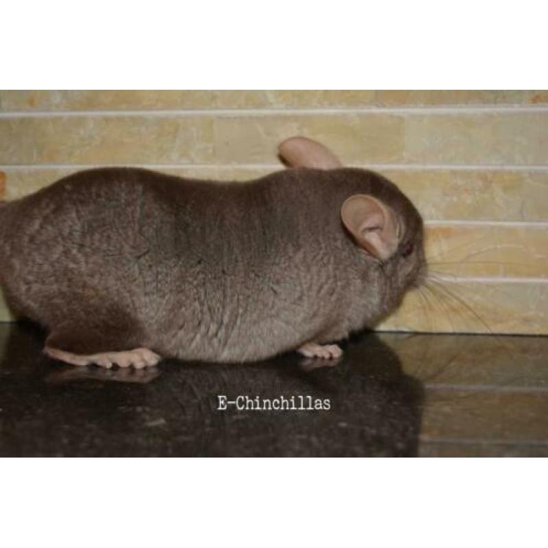 Dark tan, 100% Rpa/c te koop