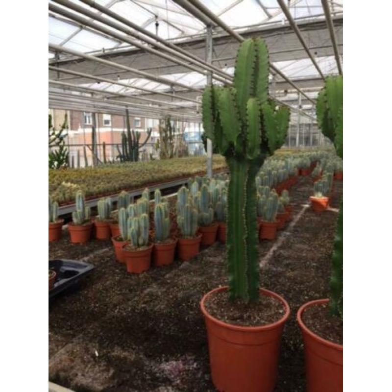 Cactus Succulent Euphorbia Ingens circa 90cm