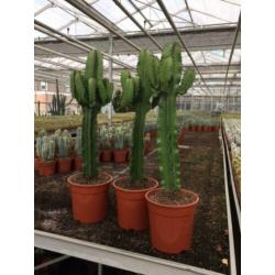 Cactus Succulent Euphorbia Ingens circa 90cm