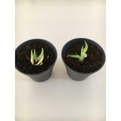 Stekjes Haworthia