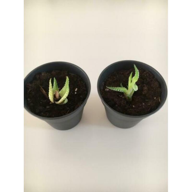 Stekjes Haworthia
