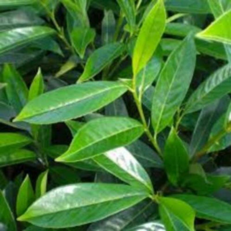 Laurier Caucasica ( haaglaurier)
