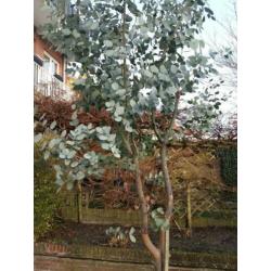 eucalyptus boom 3 meter