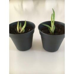 Stekjes Haworthia