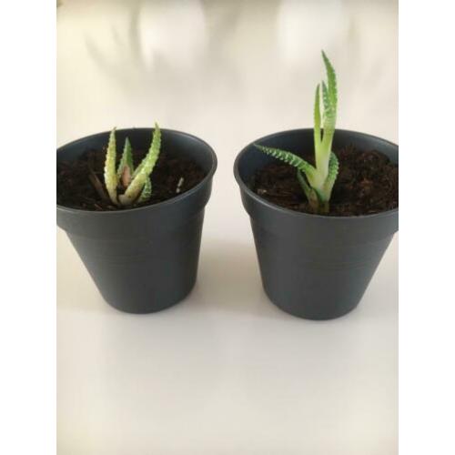 Stekjes Haworthia