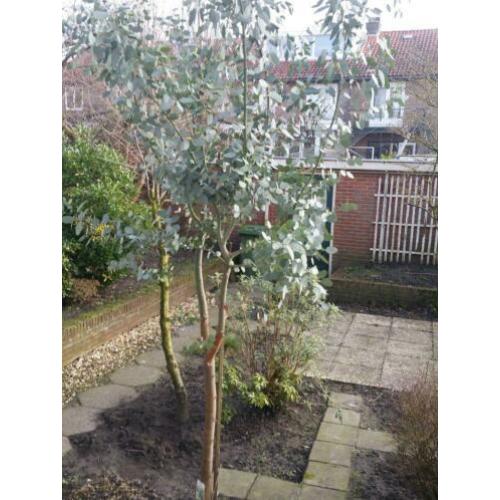 eucalyptus boom 3 meter