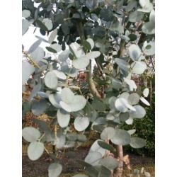 eucalyptus boom 3 meter