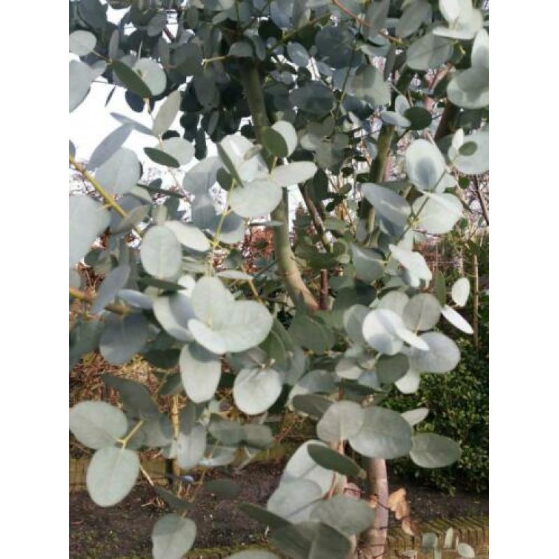 eucalyptus boom 3 meter