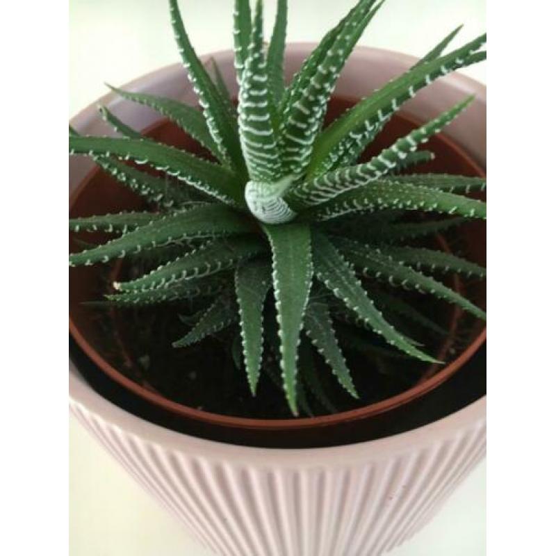 Stekjes Haworthia