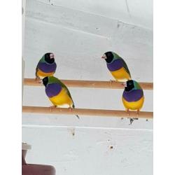 Goulds amadines