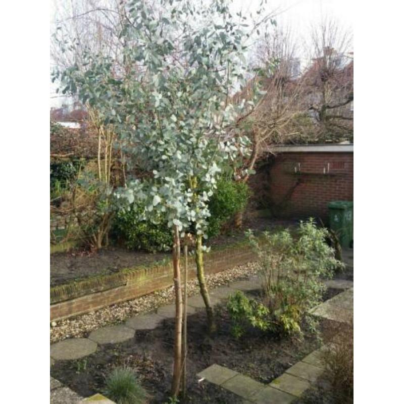 eucalyptus boom 3 meter