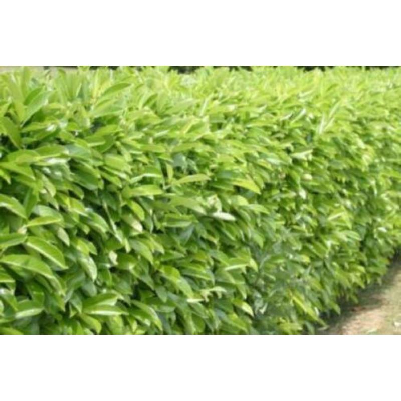 Laurier Caucasica ( haaglaurier)