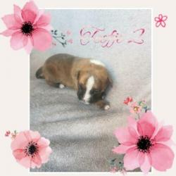??11 prachtige pups!!??
