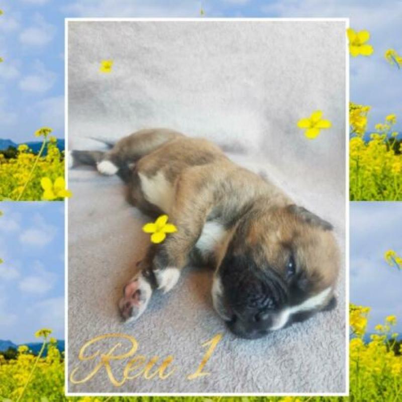 ??11 prachtige pups!!??