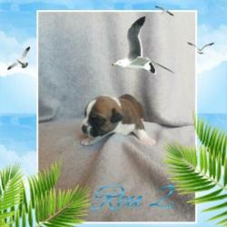 ??11 prachtige pups!!??