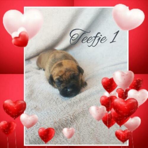 ??11 prachtige pups!!??