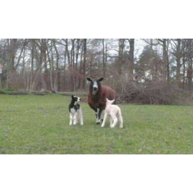 Schaap met 2 ooilammetjes en schaap met 1 ooilammetje