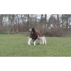 Schaap met 2 ooilammetjes en schaap met 1 ooilammetje