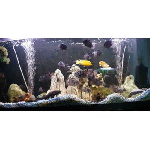 Panorama aquarium met inhoud