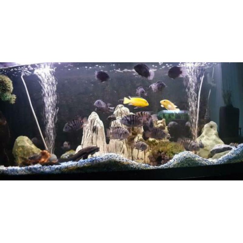 Panorama aquarium met inhoud