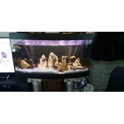 Panorama aquarium met inhoud