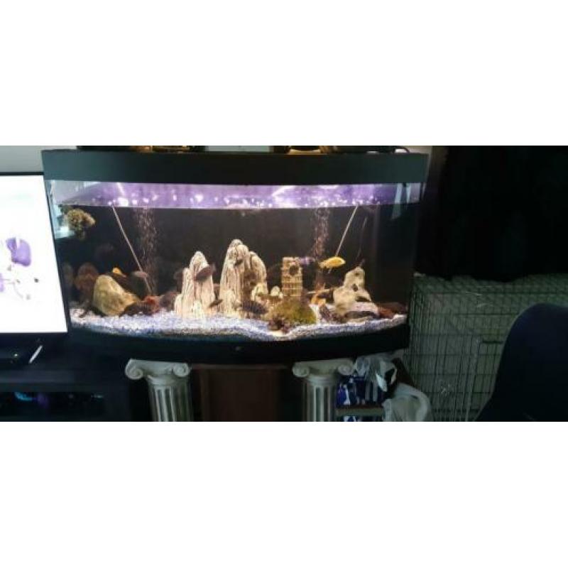 Panorama aquarium met inhoud