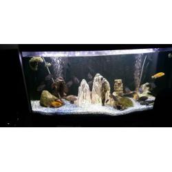 Panorama aquarium met inhoud