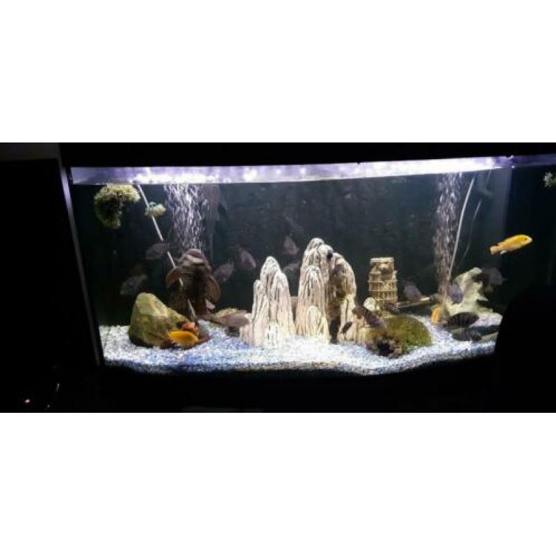 Panorama aquarium met inhoud