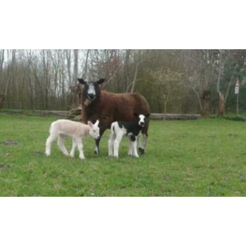 Schaap met 2 ooilammetjes en schaap met 1 ooilammetje