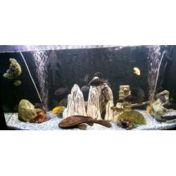 Panorama aquarium met inhoud