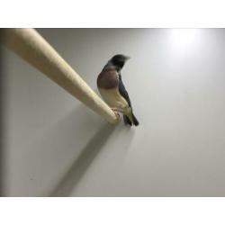 Blauwe Gouldamadines