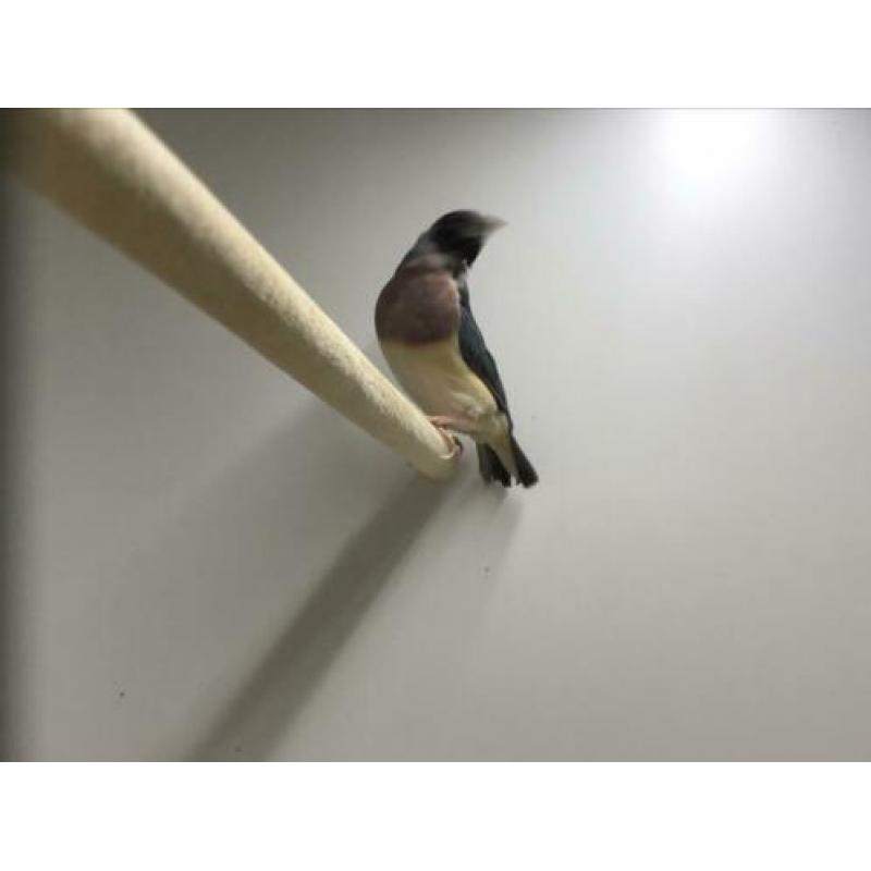 Blauwe Gouldamadines