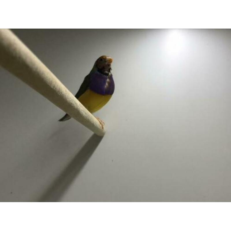 Blauwe Gouldamadines