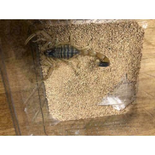 Androctonus Australis, Dikstaartschorpioen