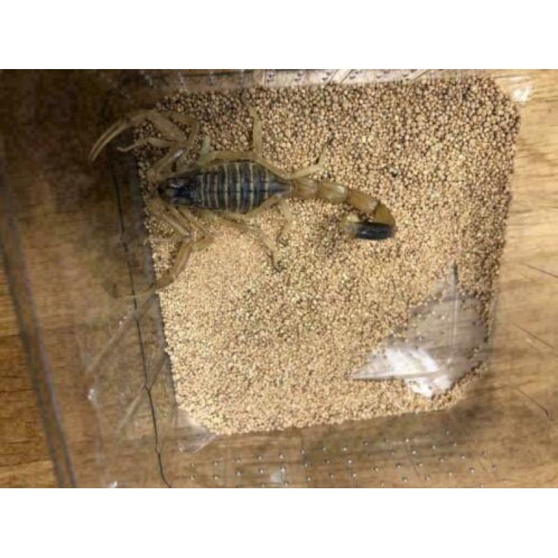 Androctonus Australis, Dikstaartschorpioen