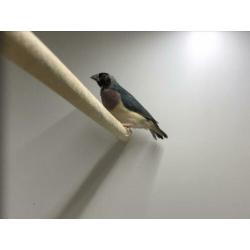 Blauwe Gouldamadines