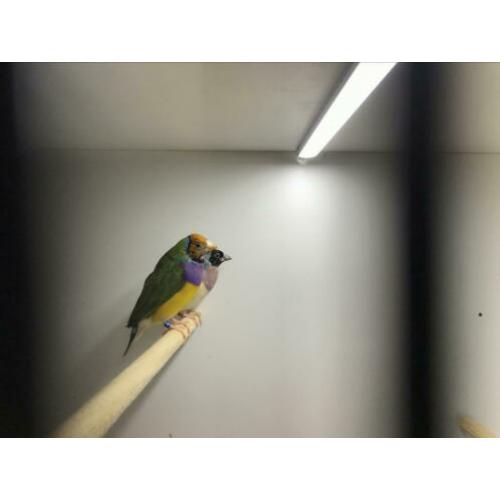 Blauwe Gouldamadines
