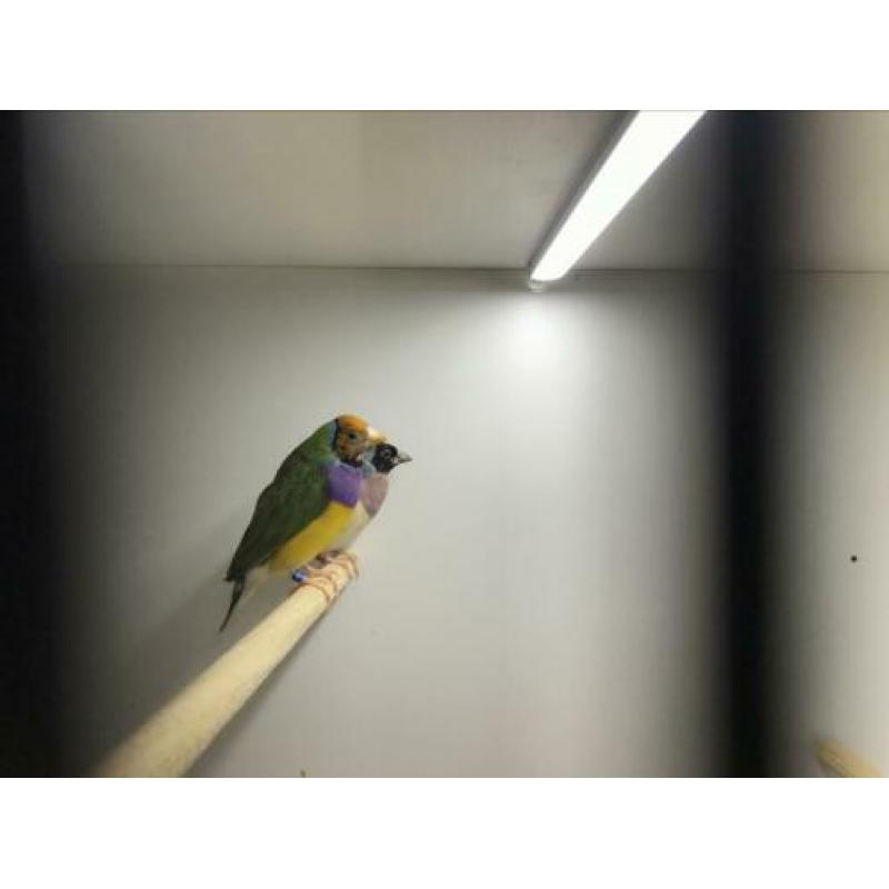 Blauwe Gouldamadines