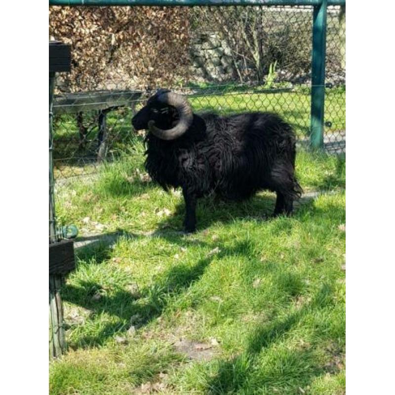 Ouessant stamboek fokram