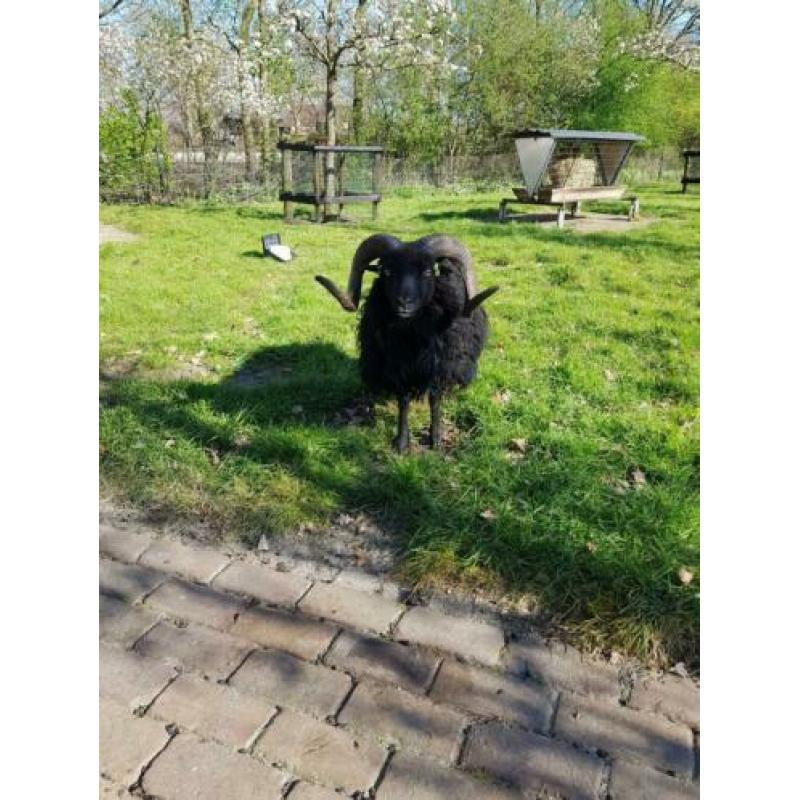 Ouessant stamboek fokram