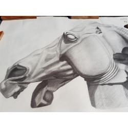 Potlood tekening paardenhoofd - gesigneerd Noëth 23-11-48