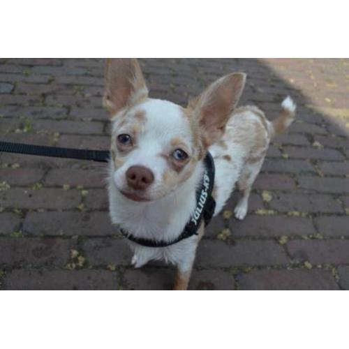 Chihuahua Reu 8 maanden