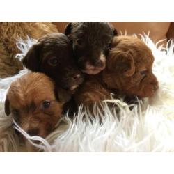 Unieke choco mini doodle / poo-chi pups. Poedel x chihuahua
