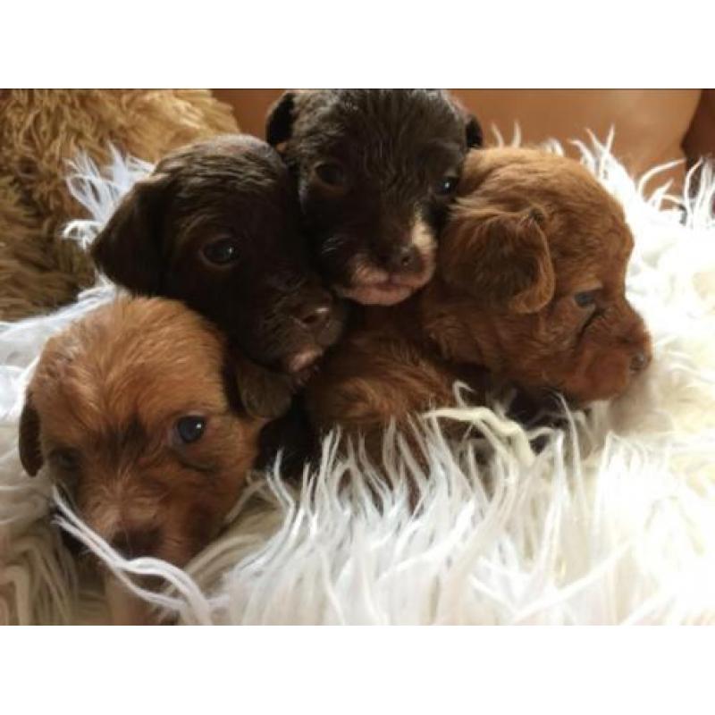 Unieke choco mini doodle / poo-chi pups. Poedel x chihuahua