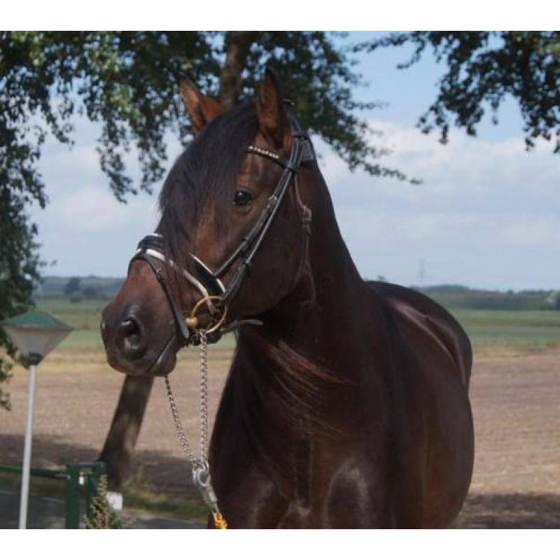 Onwijs gave pre/andalusier apto hengst