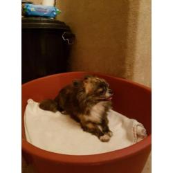 Te koop prachtig brindle/ wit chihuahua reutje!