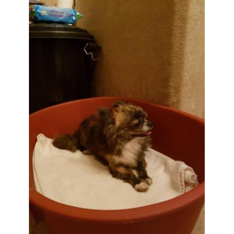 Te koop prachtig brindle/ wit chihuahua reutje!