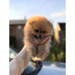 Pomeriaan pup