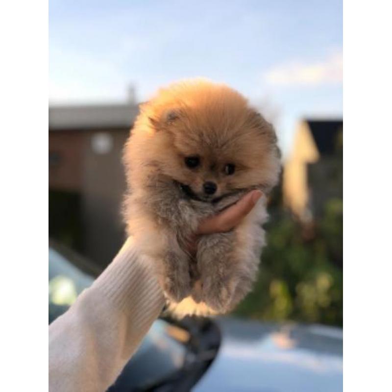 Pomeriaan pup