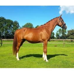 5 jarige ruin